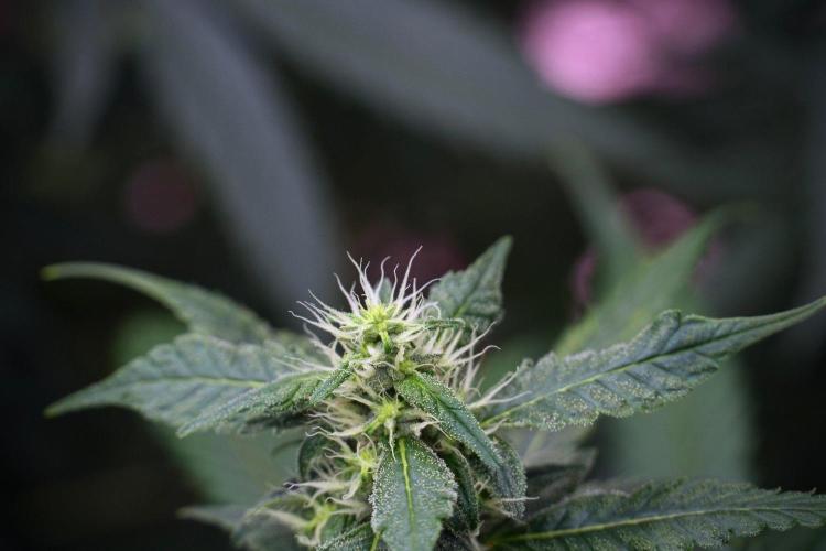 Chem Brulee By Zamnesia Pheno A. Week 8 - Chem Brûlée Pheno A