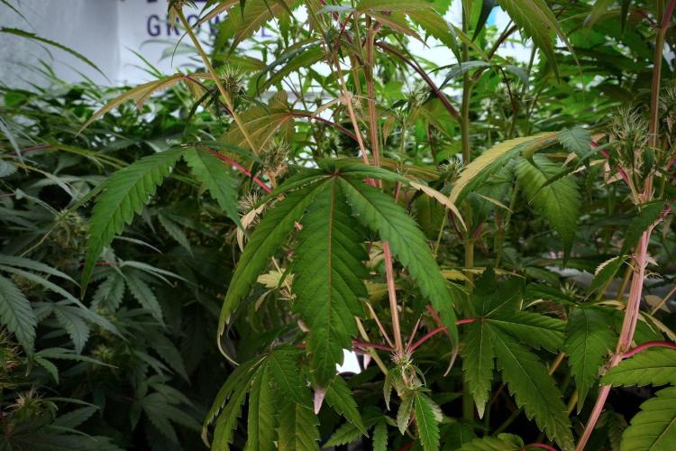Pheno B Chem Brulee By Zamnesia. Week 8 - Pheno B Chem Brulee