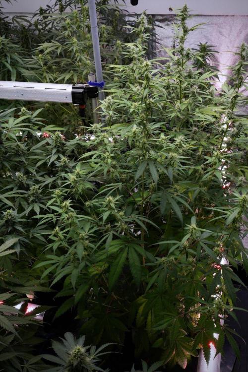 Pheno B Chem Brulee By Zamnesia. Week 8 - Pheno B Chem Brulee