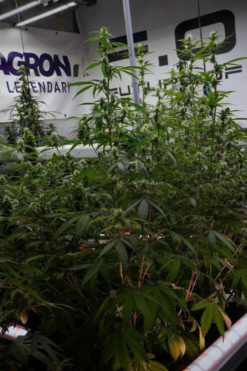 Pheno B Chem Brulee By Zamnesia. Week 8 - Pheno B Chem Brulee