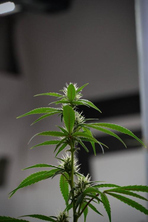 Pheno B Chem Brulee By Zamnesia. Week 8 - Pheno B Chem Brulee