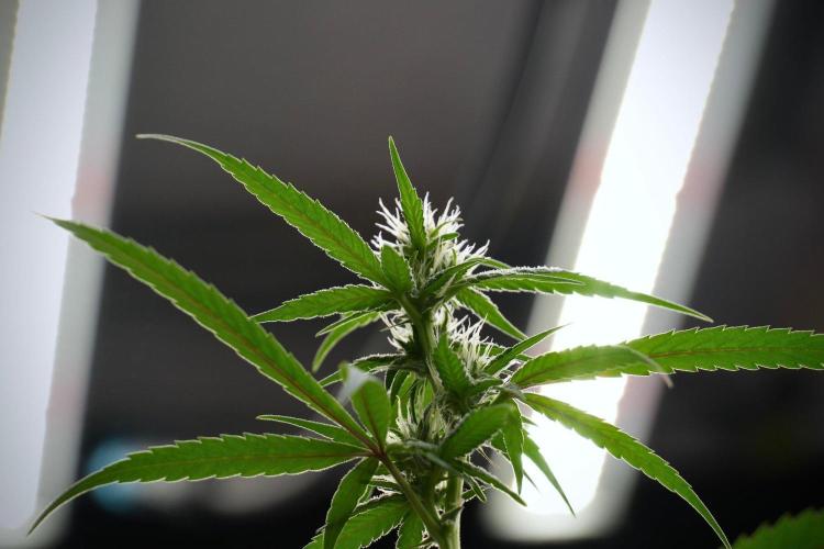 Pheno B Chem Brulee By Zamnesia. Week 8 - Pheno B Chem Brulee