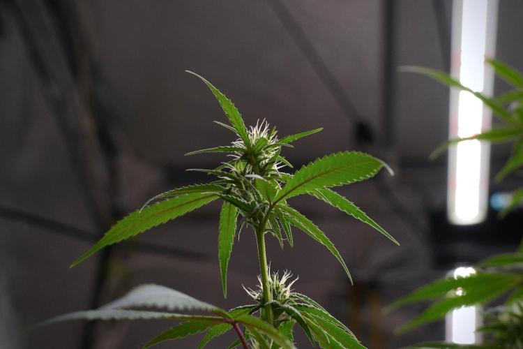 Pheno B Chem Brulee By Zamnesia. Week 8 - Pheno B Chem Brulee