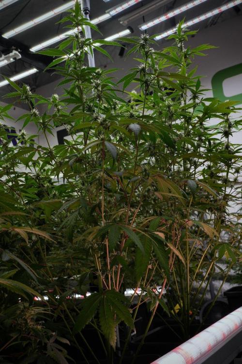 Pheno B Chem Brulee By Zamnesia. Week 8 - Pheno B Chem Brulee
