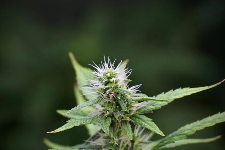God father OG By Zamnesia Pheno A. Week 8 - God father OG Pheno A