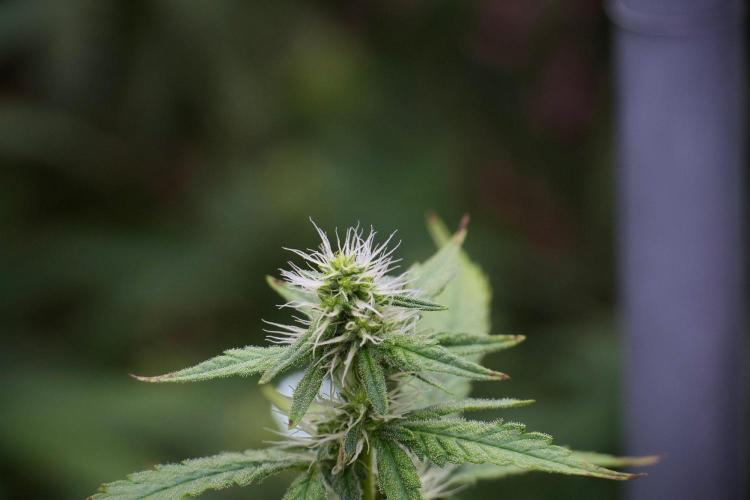 God father OG By Zamnesia Pheno A. Week 8 - God father OG Pheno A