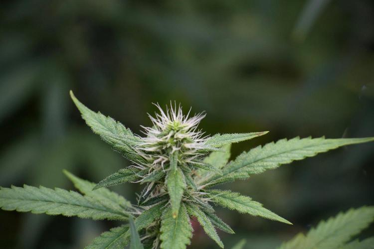 God father OG By Zamnesia Pheno A. Week 8 - God father OG Pheno A