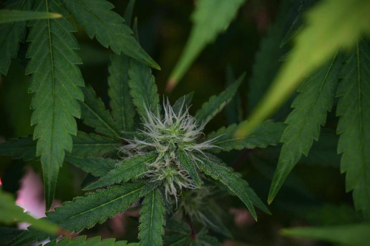 God father OG By Zamnesia Pheno A. Week 8 - God father OG Pheno A
