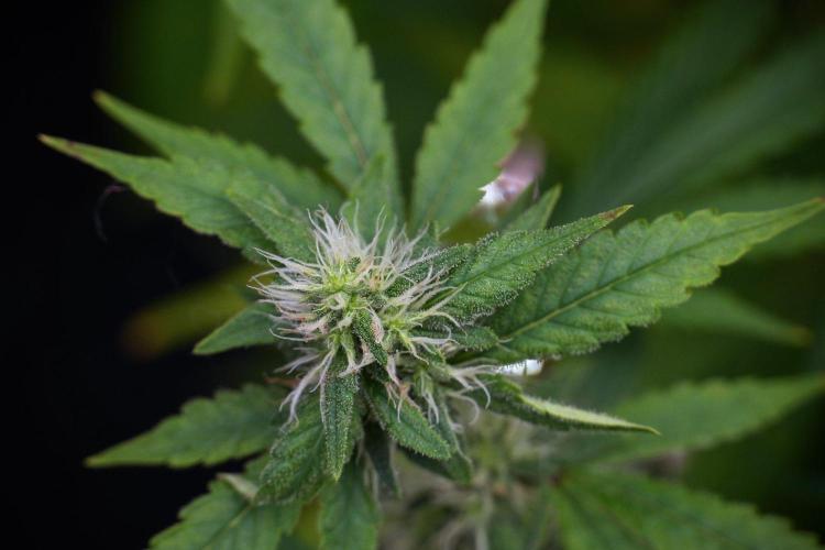 God father OG By Zamnesia Pheno A. Week 8 - God father OG Pheno A