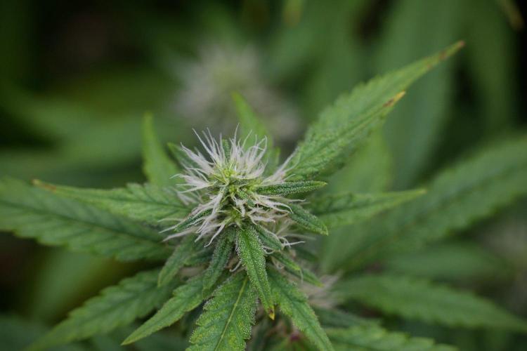 God father OG By Zamnesia Pheno A. Week 8 - God father OG Pheno A
