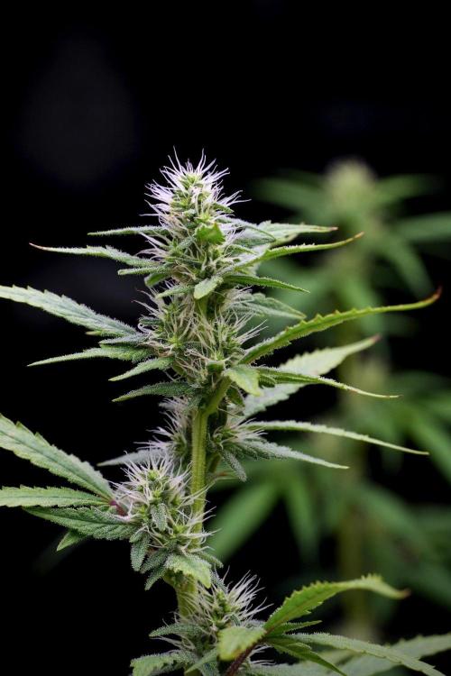 God father OG By Zamnesia Pheno A. Week 8 - God father OG Pheno A
