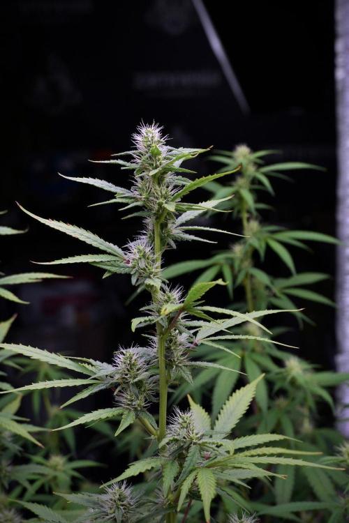 God father OG By Zamnesia Pheno A. Week 8 - God father OG Pheno A