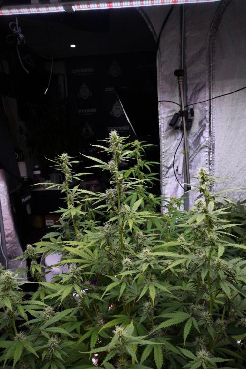 God father OG By Zamnesia Pheno A. Week 8 - God father OG Pheno A