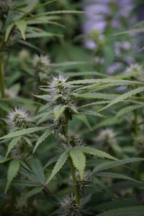 God father OG By Zamnesia Pheno A. Week 8 - God father OG Pheno A