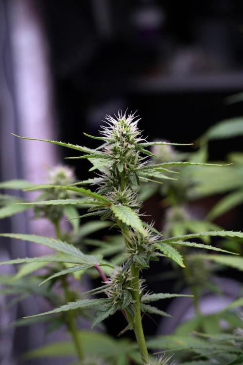 God father OG By Zamnesia Pheno A. Week 8 - God father OG Pheno A