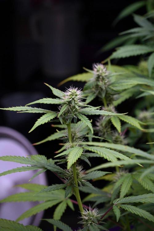 God father OG By Zamnesia Pheno A. Week 8 - God father OG Pheno A