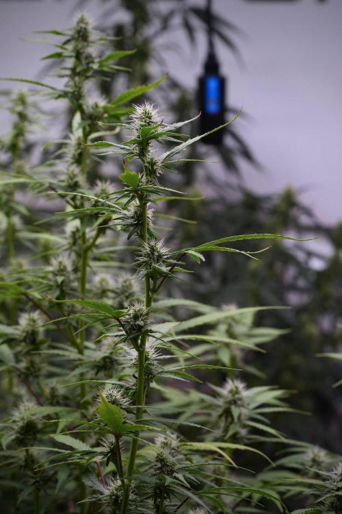 God father OG By Zamnesia Pheno A. Week 8 - God father OG Pheno A