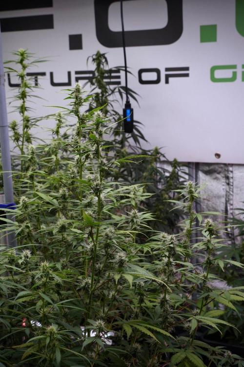 God father OG By Zamnesia Pheno A. Week 8 - God father OG Pheno A