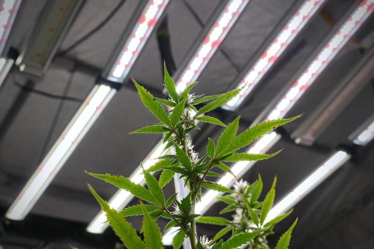 God father OG By Zamnesia Pheno A. Week 8 - God father OG Pheno A