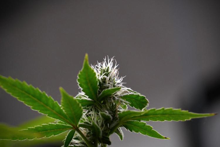God father OG By Zamnesia Pheno A. Week 8 - God father OG Pheno A