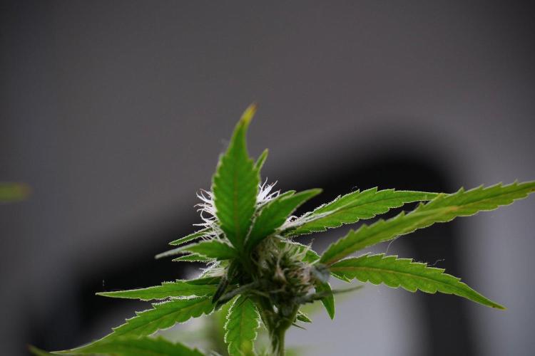 God father OG By Zamnesia Pheno A. Week 8 - God father OG Pheno A