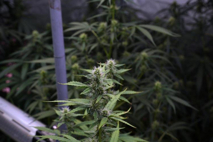 God father OG By Zamnesia Pheno A. Week 8 - God father OG Pheno A