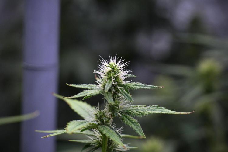 God father OG By Zamnesia Pheno A. Week 8 - God father OG Pheno A