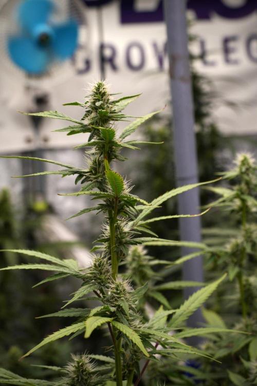 God father OG By Zamnesia Pheno A. Week 8 - God father OG Pheno A