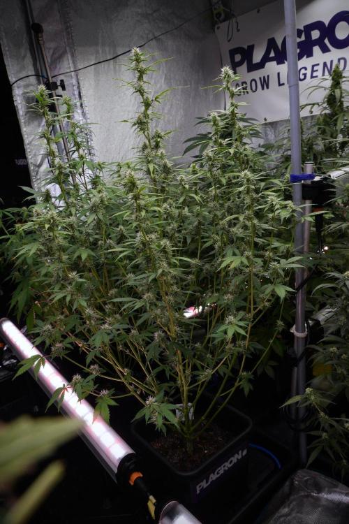 God father OG By Zamnesia Pheno A. Week 8 - God father OG Pheno A