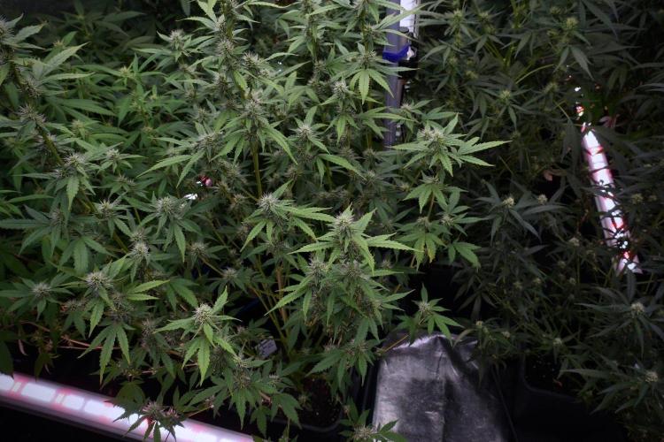 God father OG By Zamnesia Pheno A. Week 8 - God father OG Pheno A