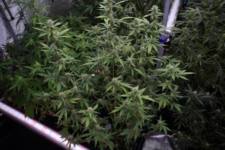 God father OG By Zamnesia Pheno A. Week 8 - God father OG Pheno A