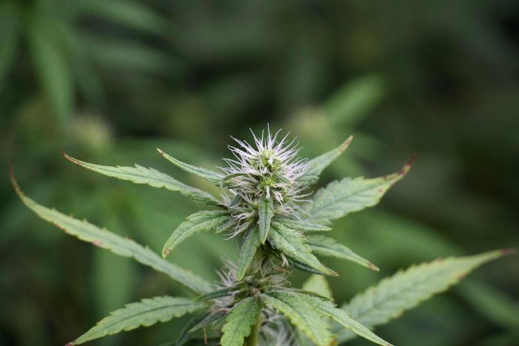 God father OG By Zamnesia Pheno A. Week 8 - God father OG Pheno A