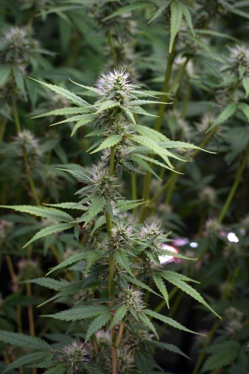 God father OG By Zamnesia Pheno A. Week 8 - God father OG Pheno A