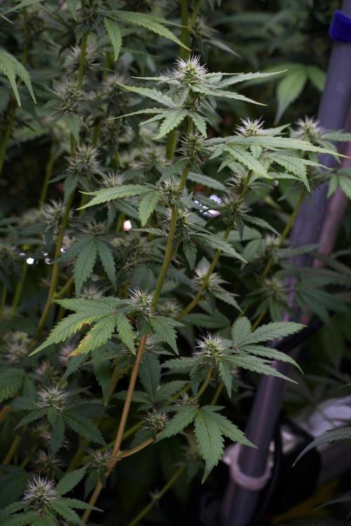 God father OG By Zamnesia Pheno A. Week 8 - God father OG Pheno A