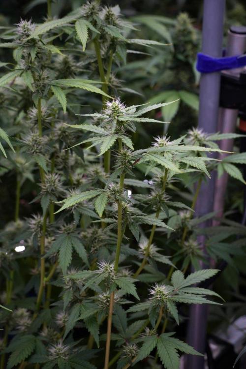 God father OG By Zamnesia Pheno A. Week 8 - God father OG Pheno A