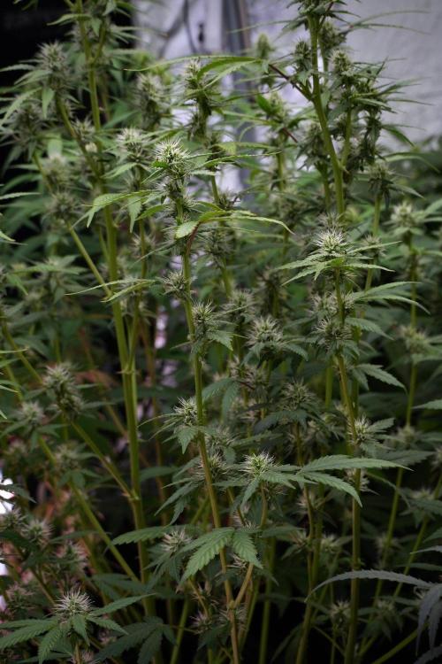 God father OG By Zamnesia Pheno A. Week 8 - God father OG Pheno A