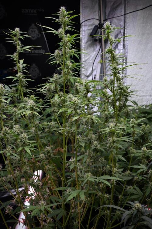 God father OG By Zamnesia Pheno A. Week 8 - God father OG Pheno A