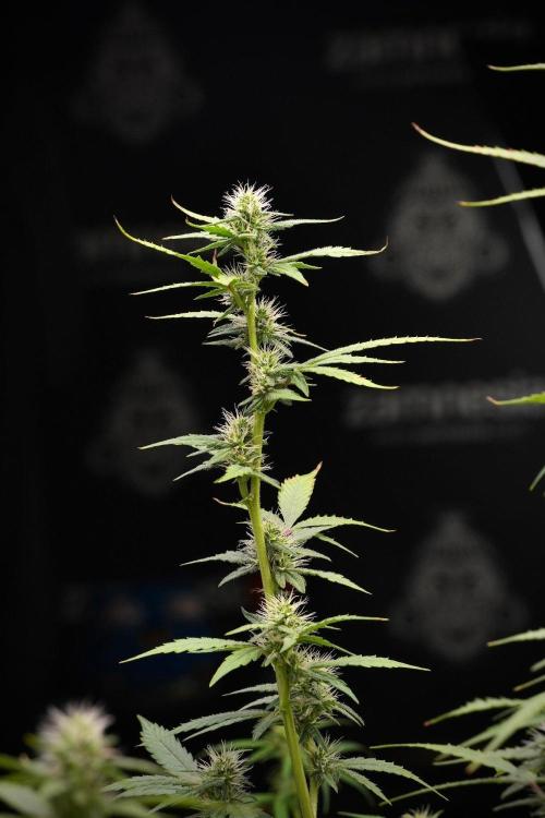 God father OG By Zamnesia Pheno A. Week 8 - God father OG Pheno A