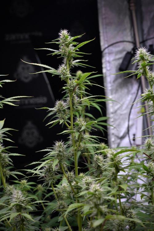 God father OG By Zamnesia Pheno A. Week 8 - God father OG Pheno A