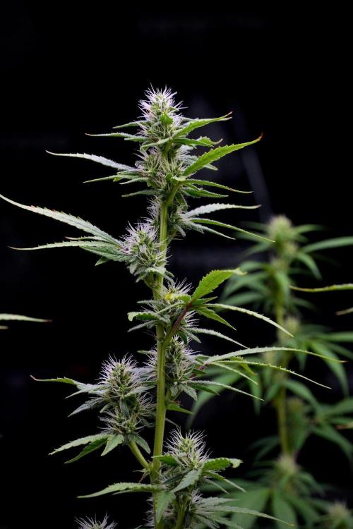God father OG By Zamnesia Pheno A. Week 8 - God father OG Pheno A