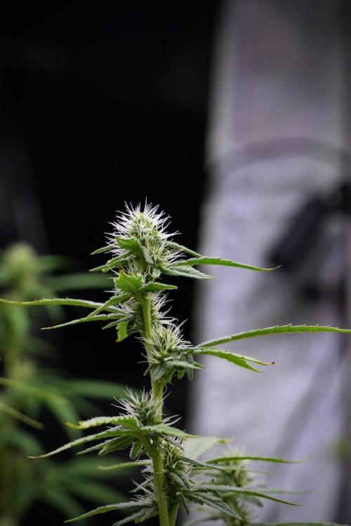 God father OG By Zamnesia Pheno A. Week 8 - God father OG Pheno A