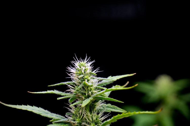 God father OG By Zamnesia Pheno A. Week 8 - God father OG Pheno A
