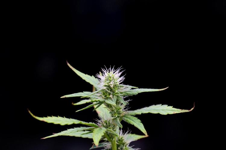 God father OG By Zamnesia Pheno A. Week 8 - God father OG Pheno A