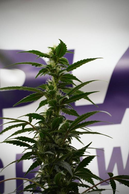 Pheno B God father OG By Zamnesia. Week 8 - Pheno B God father OG