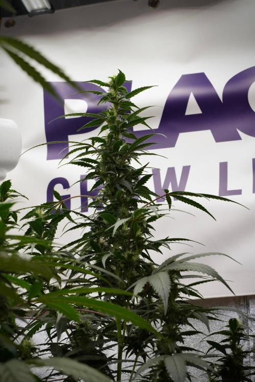 Pheno B God father OG By Zamnesia. Week 8 - Pheno B God father OG