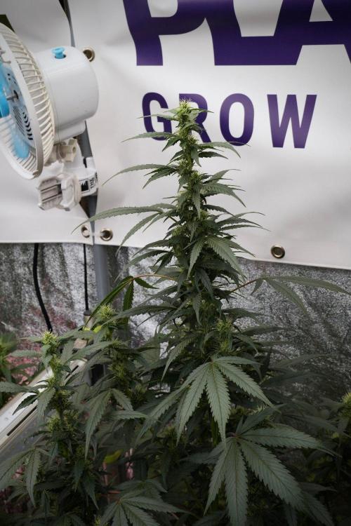 Pheno B God father OG By Zamnesia. Week 8 - Pheno B God father OG