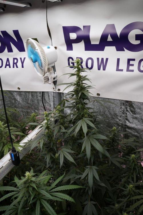 Pheno B God father OG By Zamnesia. Week 8 - Pheno B God father OG