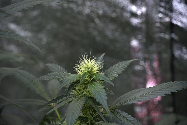 Pheno B God father OG By Zamnesia. Week 8 - Pheno B God father OG