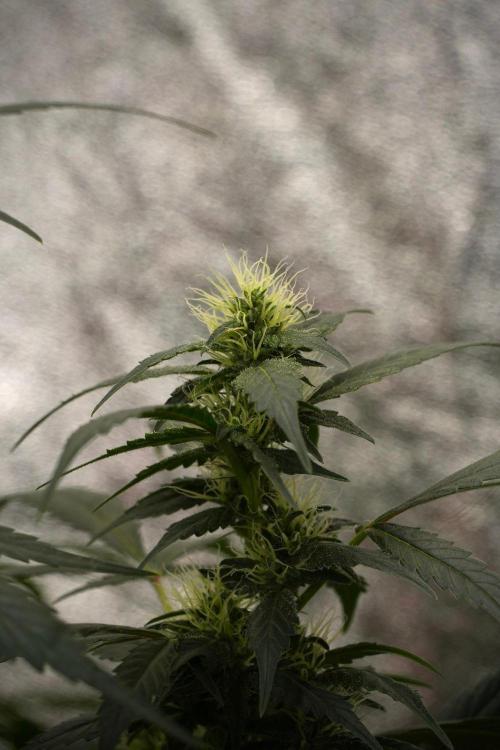 Pheno B God father OG By Zamnesia. Week 8 - Pheno B God father OG