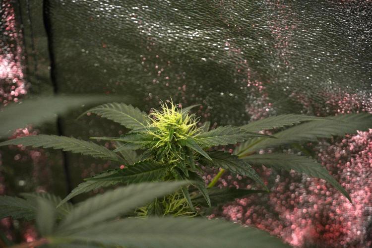 Pheno B God father OG By Zamnesia. Week 8 - Pheno B God father OG